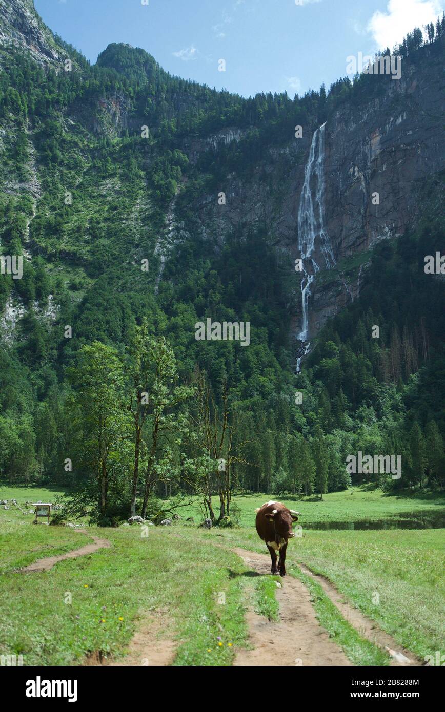 Vaches / bétail au parc national de Berchtesgaden, Allemagne, avec cascade de Röthbach en arrière-plan, entouré de montagnes des Alpes bavaroises. Banque D'Images