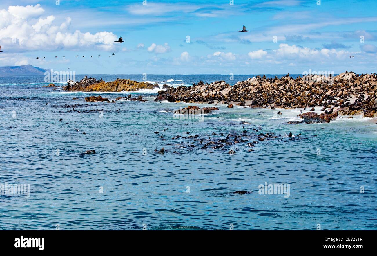 Des milliers de phoques dans la réserve de Dyer Island, en face de la côte sud-africaine Banque D'Images