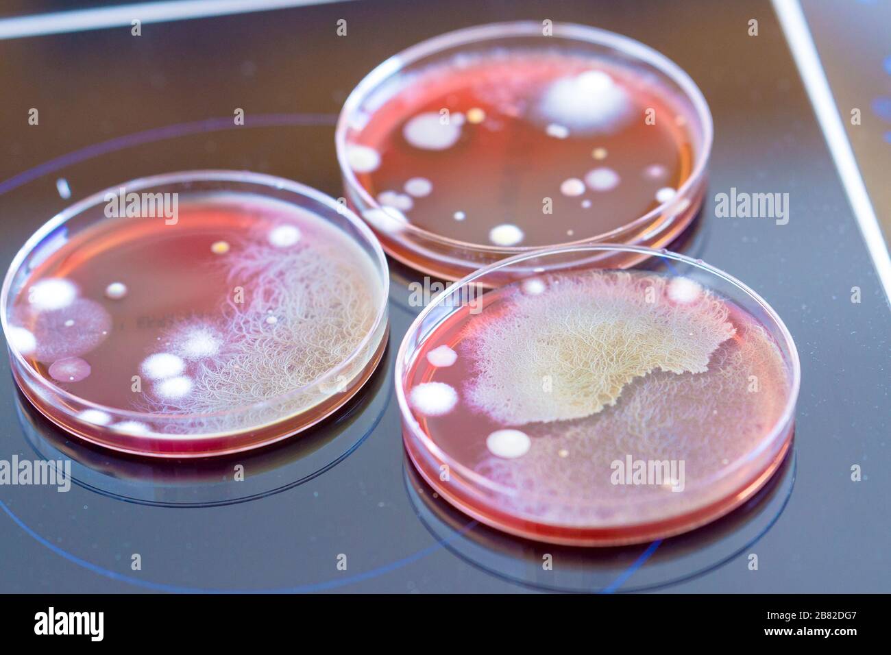 Boîtes de pétri avec des colonies de micro-organismes dans un laboratoire de biologie Banque D'Images