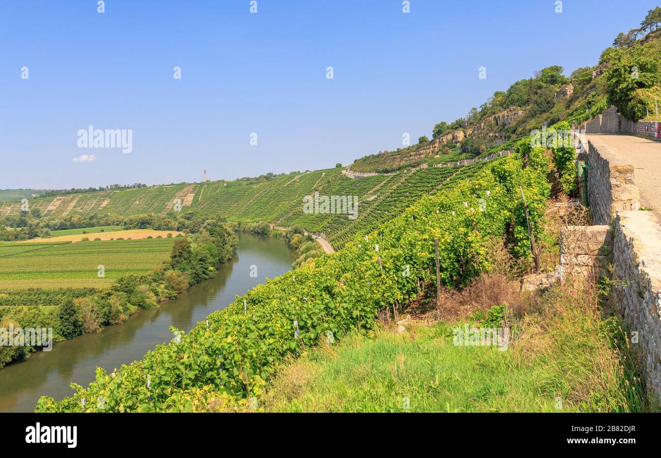 Vignoble de Hessigheimer Felsengärten au-dessus de la rivière Neckar dans le quartier Stromberg dans le Bade-Wuerttemberg Banque D'Images