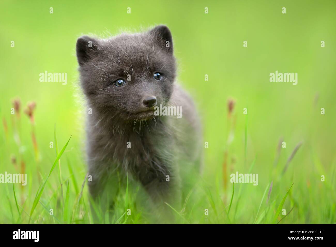 Gros Plan D Un Mignon Renard Arctique Cub Dans La Prairie En Islande Photo Stock Alamy