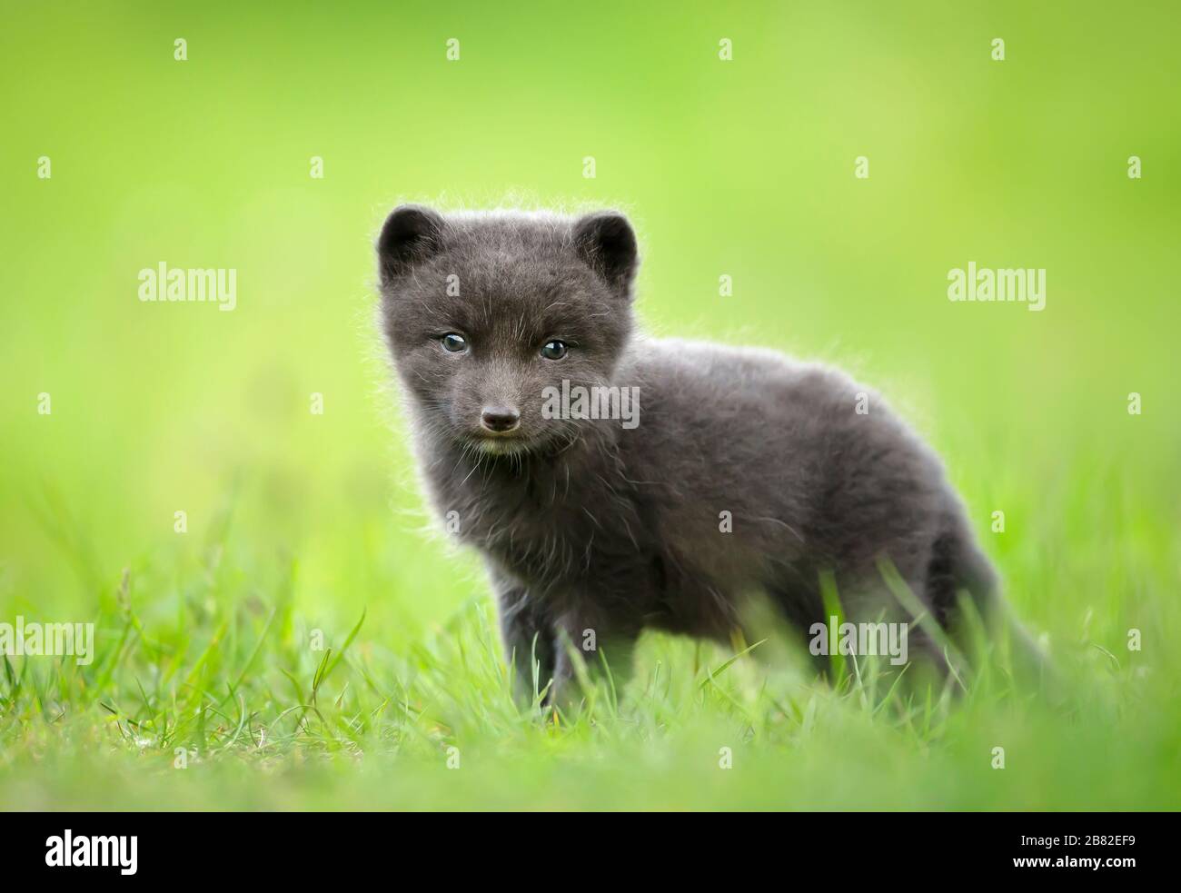 Gros Plan D Un Mignon Renard Arctique Cub Dans La Prairie En Islande Photo Stock Alamy