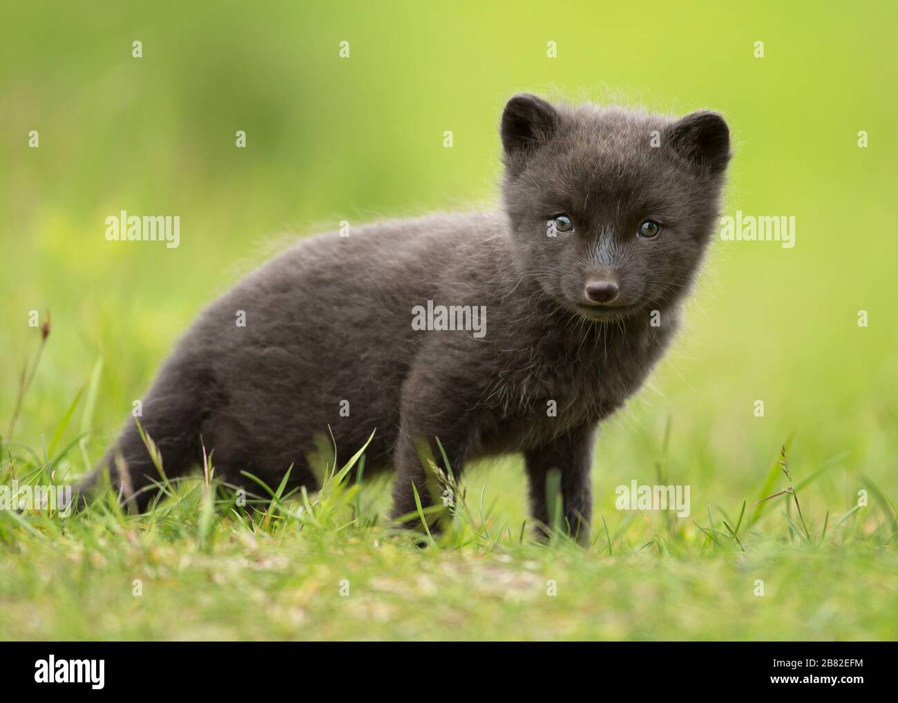 Gros Plan D Un Mignon Renard Arctique Cub Dans La Prairie En Islande Photo Stock Alamy