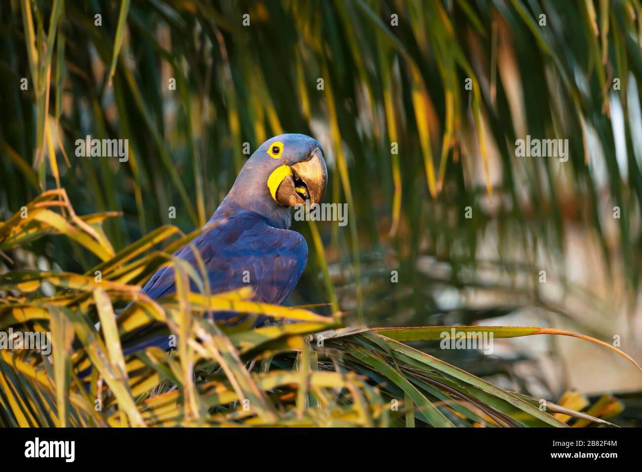Close up d'un ara Hyacinthe perchée dans un palmier, Sud Pantanal, Brésil. Banque D'Images