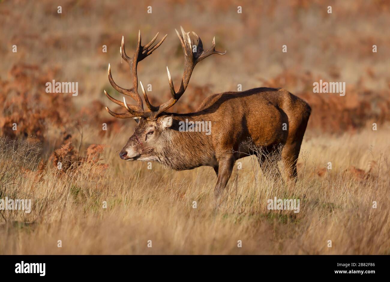 Close-up of red deer stag blessé durant la saison du rut en automne, au Royaume-Uni. Banque D'Images