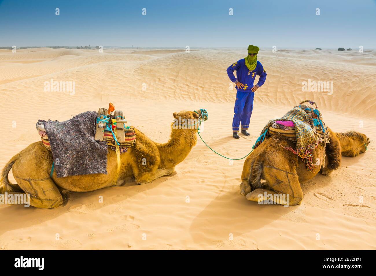 Tuareg homme et dromadaires dans le désert. Banque D'Images