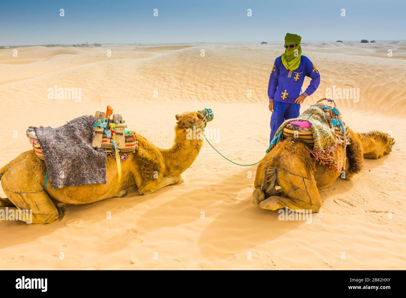 Tuareg homme et dromadaires dans le désert. Banque D'Images