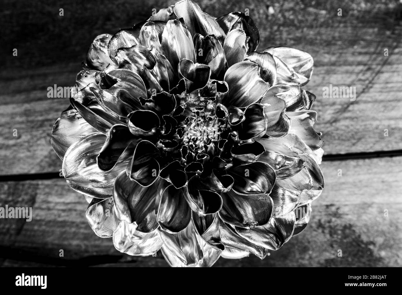 Fleur de Métal. la floristique des affaires. Vintage. luxe et succès. en métal décor antique. Richesse et richesse. grunge. beauté fleur de chrysanthème d'argent sur fond de bois. Banque D'Images