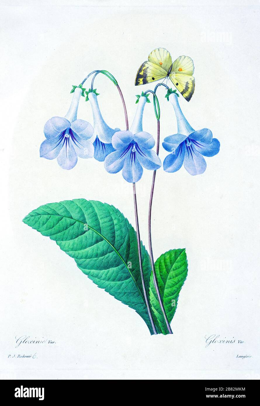 Gloxinia est un genre de trois espèces d'herbes rhizomates tropicales de la famille des plantes fleuries Gesneriaceae de Pierre-Joseph Redoute. Publié dans choix des plus belles fleurs, Paris (1827). Par Redouté, Pierre Joseph, 1759-1840.; Chapuis, Jean Baptiste.; Ernest Panckoucke.; Langois, Dr.; Bessin, R.; Victor, fl. CA. 1820-1850. Banque D'Images