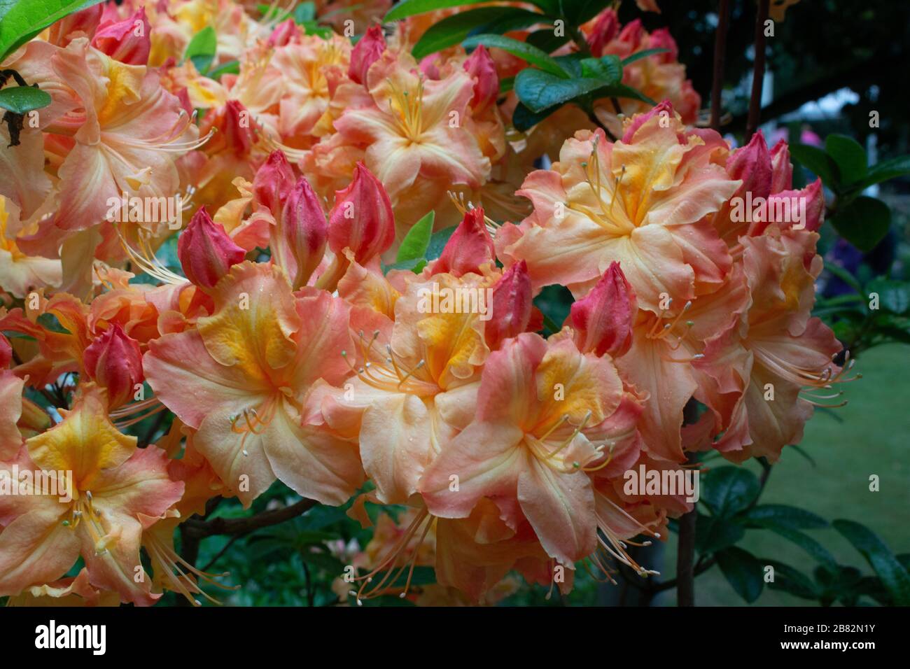 Fleurs des jardins de la doyenne de l'Ouest et de la fiducie nationale sissinghurst, floraison printanière de l'été Banque D'Images