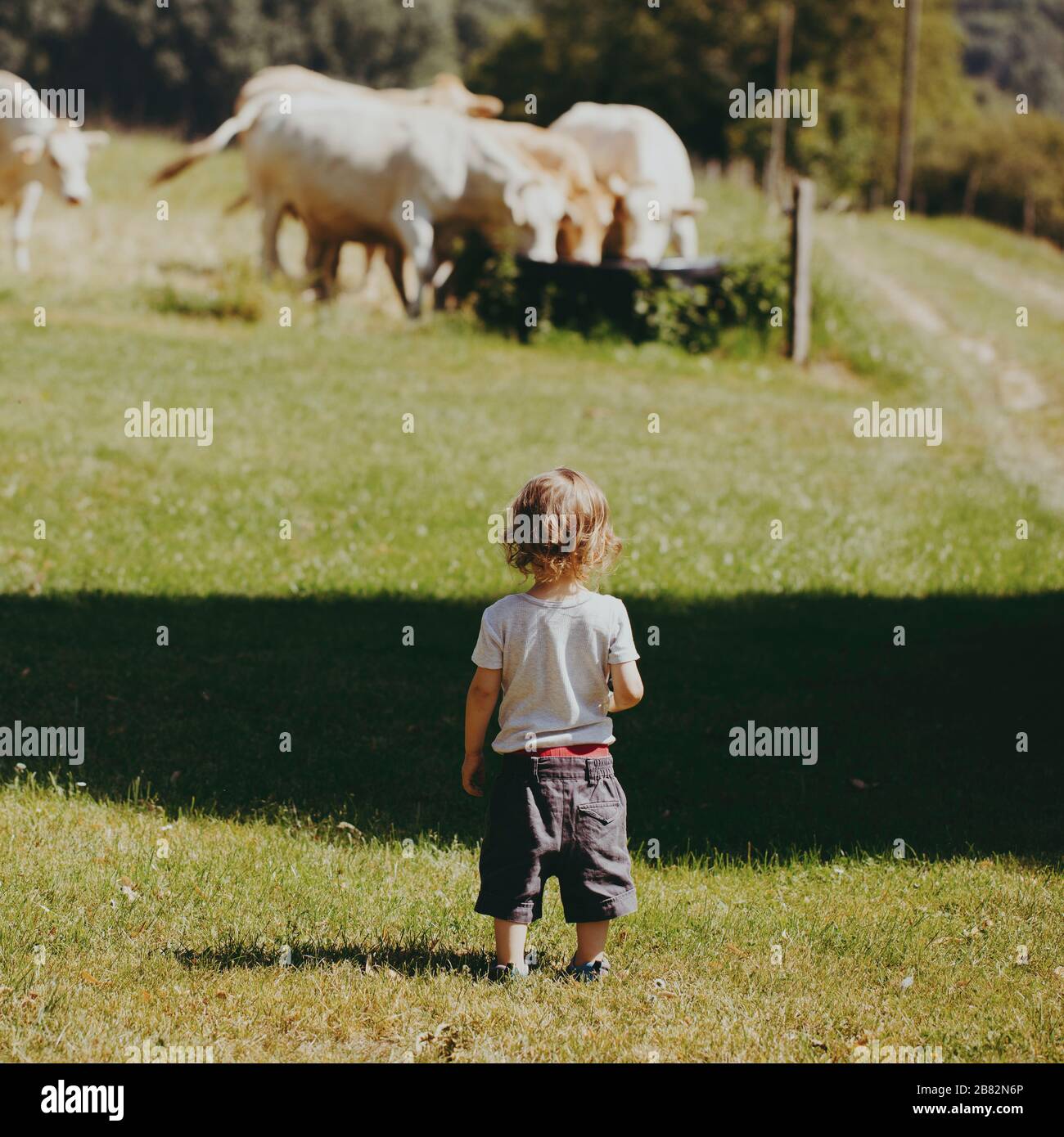 La vie en plein air sur une ferme dans la campagne en France, un petit garçon dans des moments magiques d'observation des vaches qui paissent dans les champs environnants. Banque D'Images