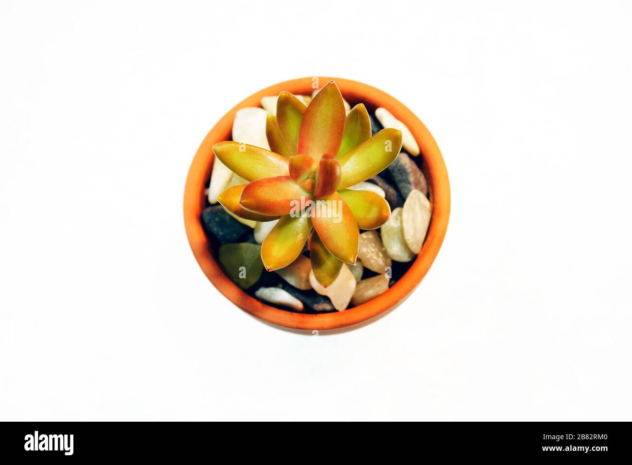 Sedum adolphii, vert citron avec des teintes rouges orange, enrobé dans un pot d'argile et isolé par la lumière. Il est légèrement stressé de faire ressortir les belles couleurs Banque D'Images