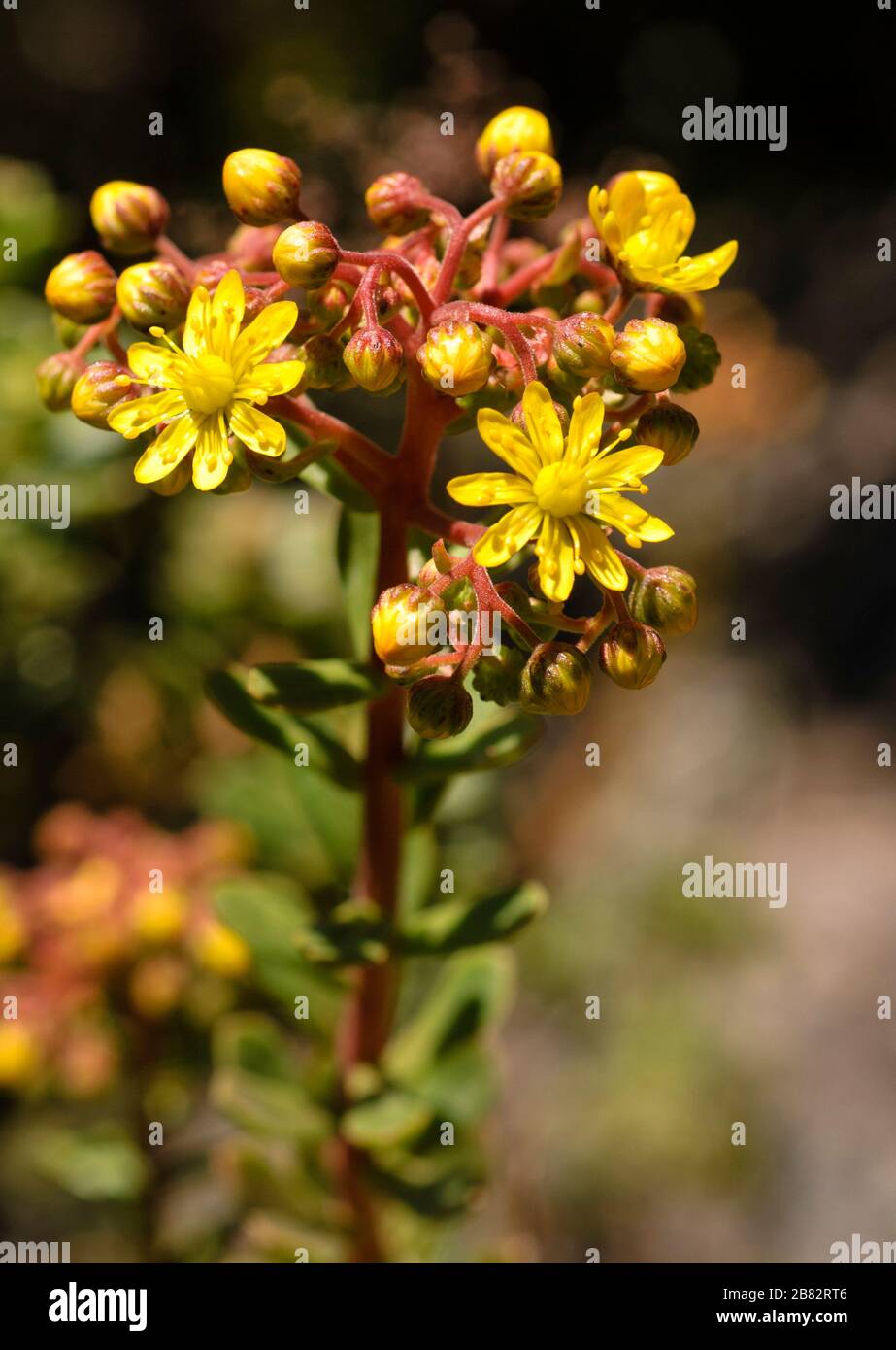 Aeonium spatulatum, membre endémique des Canaries de la famille des grès Banque D'Images