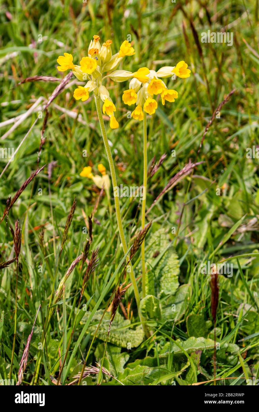 Uppark West Sussex 18th House et Gradens prairies de fleurs sauvages idéales pour les enfants Banque D'Images