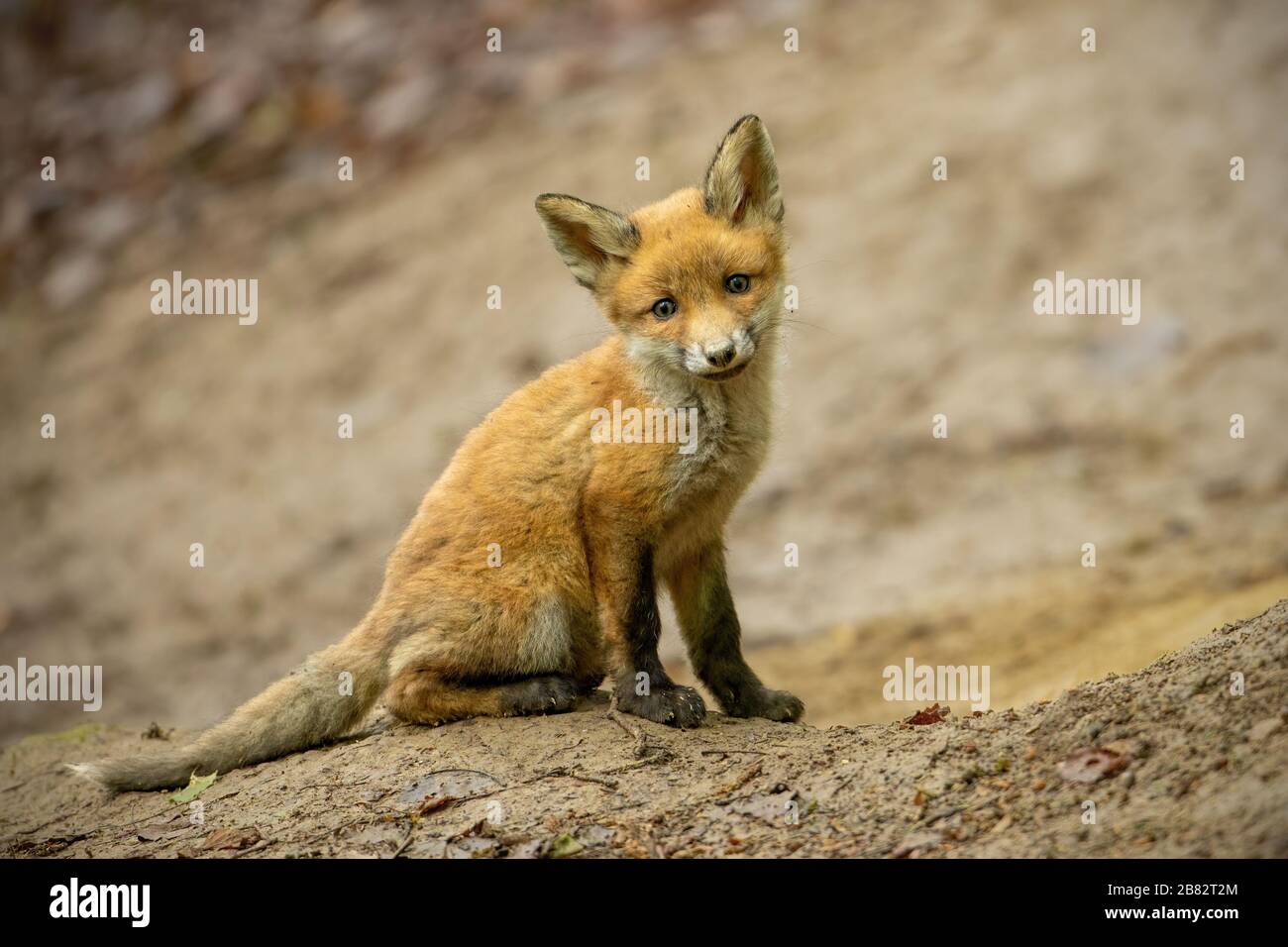 curuos jeune renard roux cub assis sur le sol en forêt près du terrier Banque D'Images