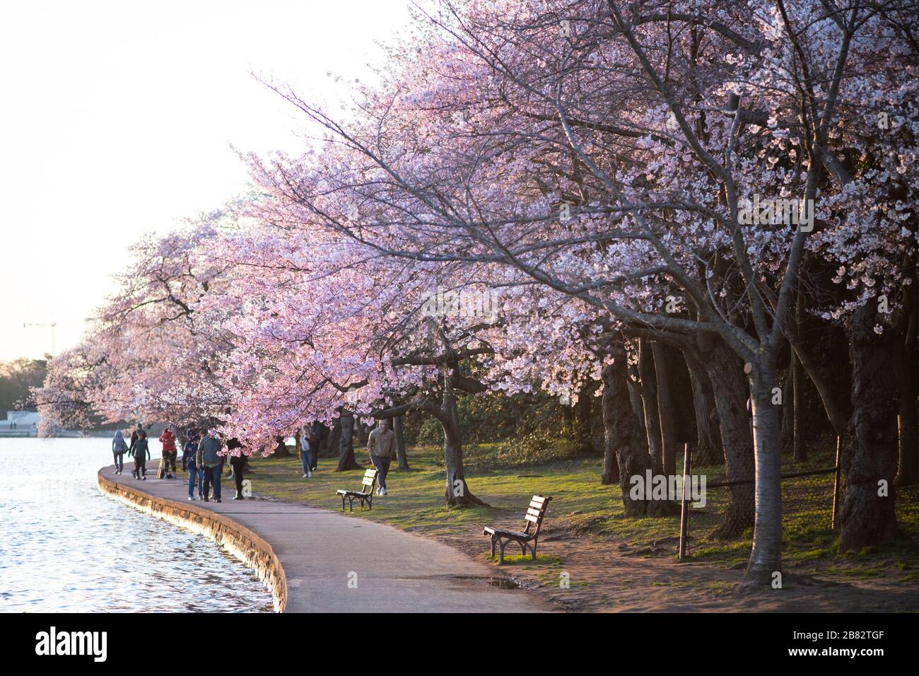 WASHINGTON, DC - chaque printemps, environ 1 700 cerisiers fleurissent autour du bassin Tidal de Washington DC. Situé parmi certains des célèbres monuments de DC, les cerisiers en fleurs attirent généralement des centaines de milliers de visiteurs. En 2020, les efforts visant à contenir la propagation du nouveau coronavirus (COVID-19) ont permis de réduire considérablement la fréquentation. Les cerisiers en fleurs ont atteint le pic de floraison le 20 mars 2020. Les arbres remontent à un don du Japon en 1912, et il reste encore une poignée d'arbres originaux. Banque D'Images