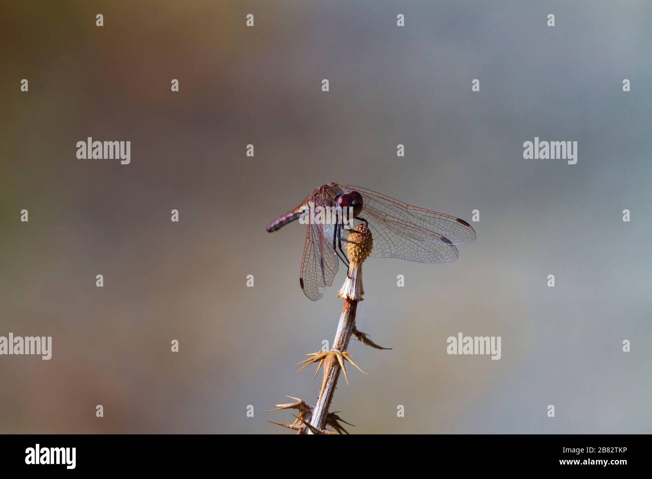 Dragonfly, Symptum Sanguineum, reposant sur une tête de chardon à faible profondeur de champ, Chypre Banque D'Images