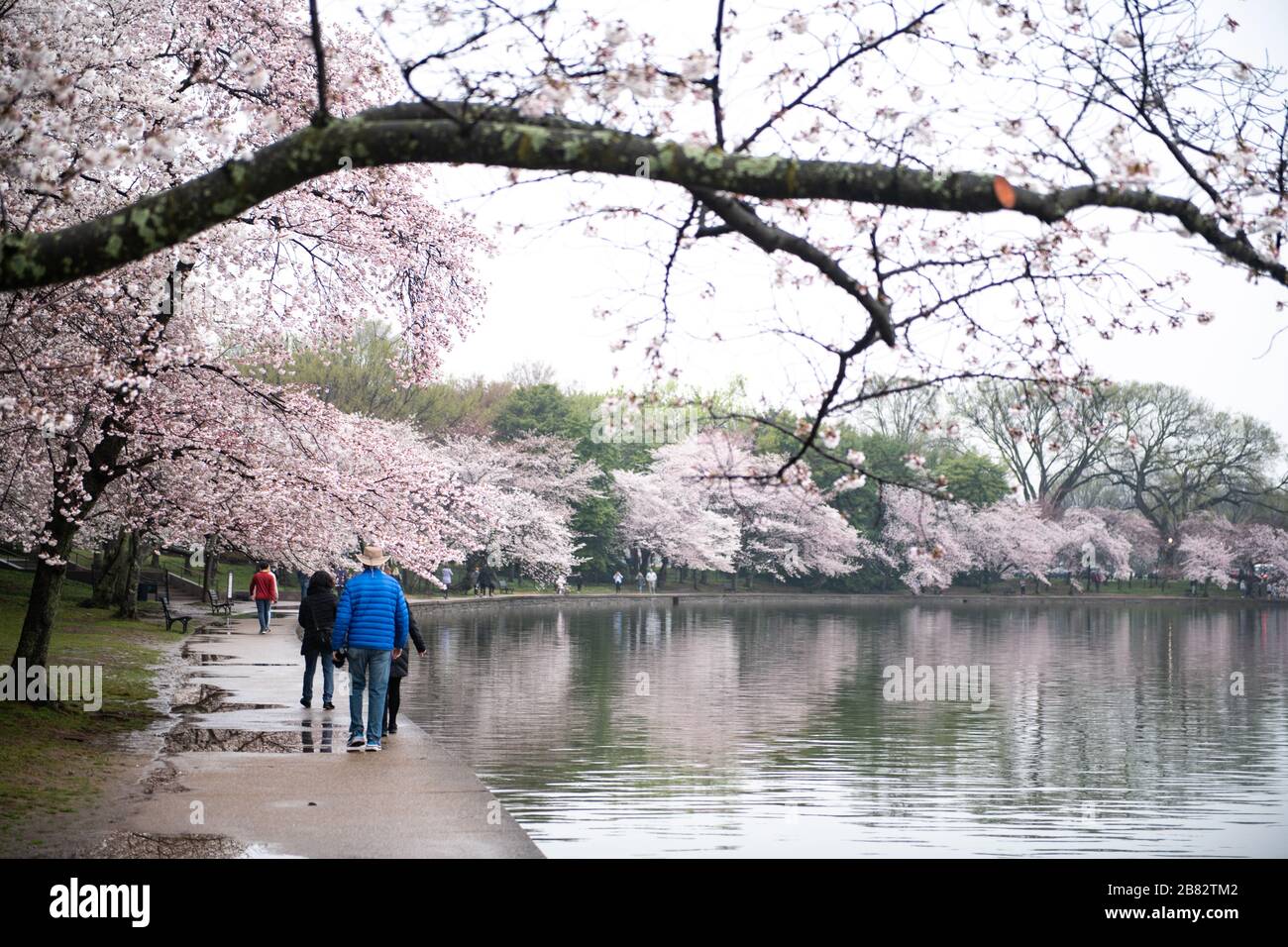 WASHINGTON, DC - chaque printemps, environ 1 700 cerisiers fleurissent autour du bassin Tidal de Washington DC. Situé parmi certains des célèbres monuments de DC, les cerisiers en fleurs attirent généralement des centaines de milliers de visiteurs. En 2020, les efforts visant à contenir la propagation du nouveau coronavirus (COVID-19) ont permis de réduire considérablement la fréquentation. Les cerisiers en fleurs ont atteint le pic de floraison le 20 mars 2020. Les arbres remontent à un don du Japon en 1912, et il reste encore une poignée d'arbres originaux. Banque D'Images