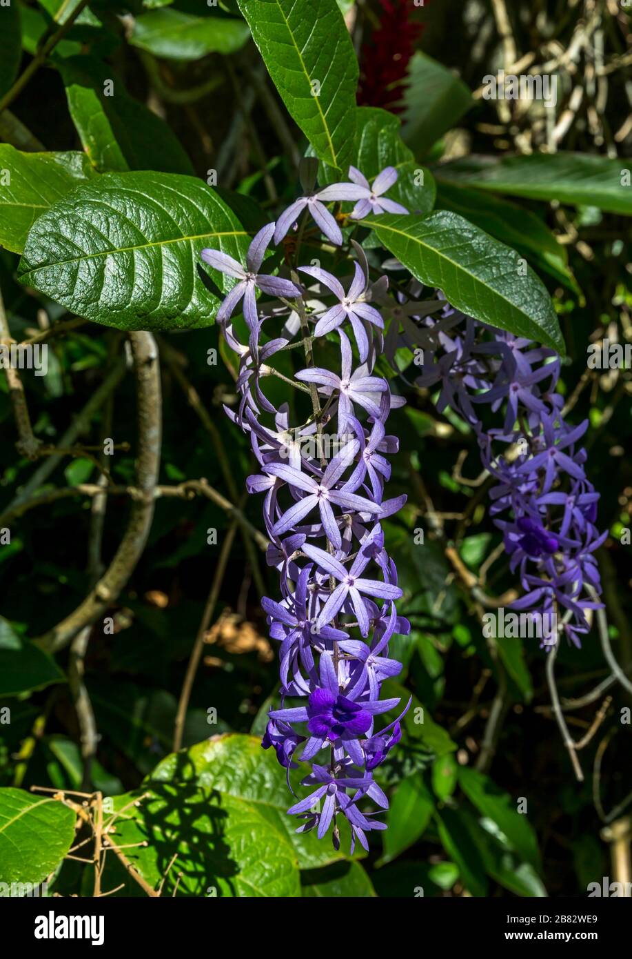 Fleurs de Pestrea Volubilis, jardin botanique de Victoria, île de Mahe, Seychelles Banque D'Images