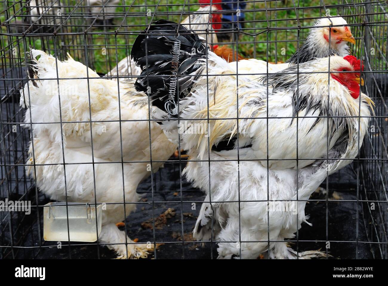 Brahma race poules, Campodarsego animal fair, Vénétie, Italie Banque D'Images