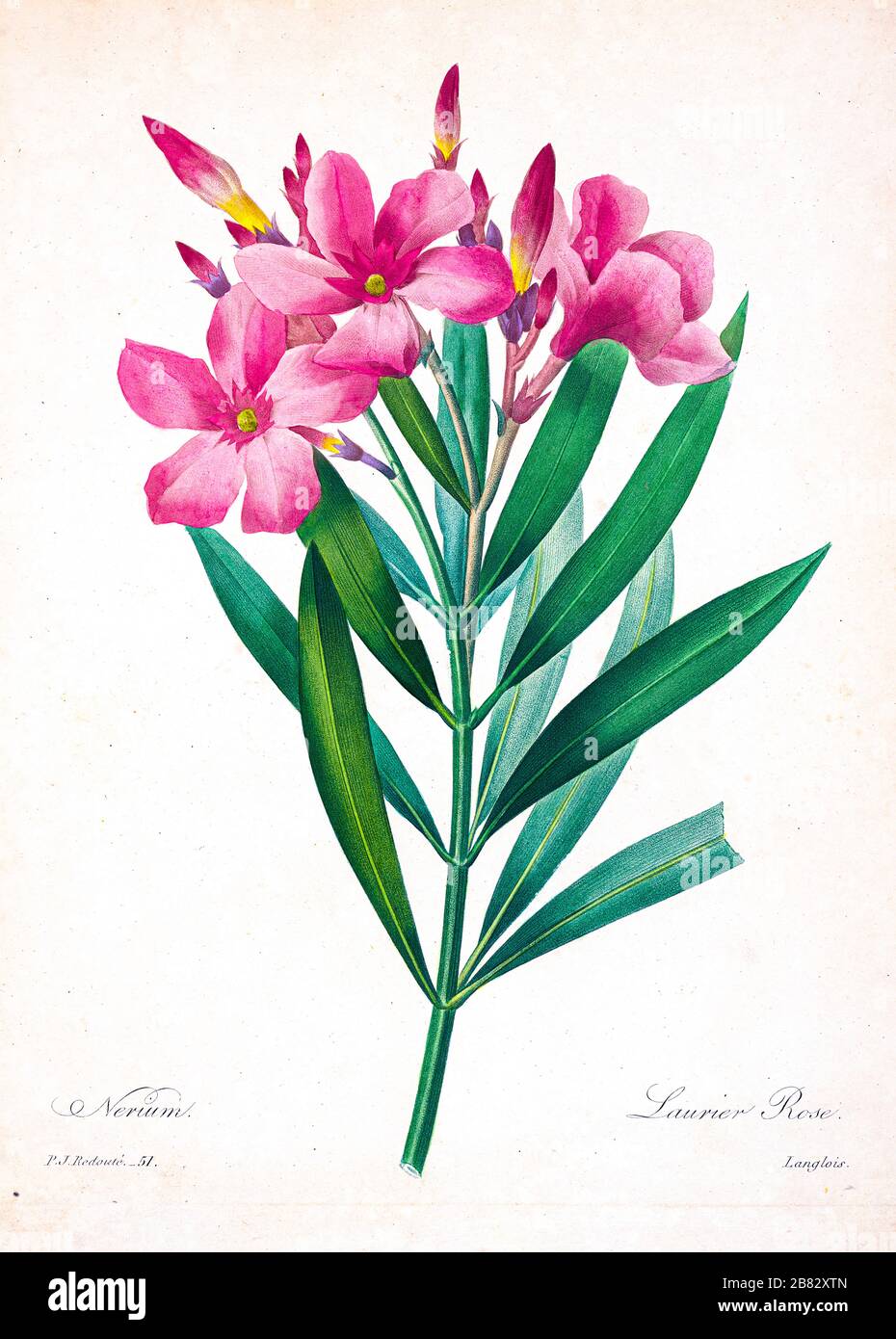 Peinture à la main du XIXe siècle illustration des fleurs d'un arbuste d'oléander de Nérium, par Pierre-Joseph Redoute. Publié dans choix des plus belles fleurs, Paris (1827). Par Redouté, Pierre Joseph, 1759-1840.; Chapuis, Jean Baptiste.; Ernest Panckoucke.; Langois, Dr.; Bessin, R.; Victor, fl. CA. 1820-1850. Banque D'Images