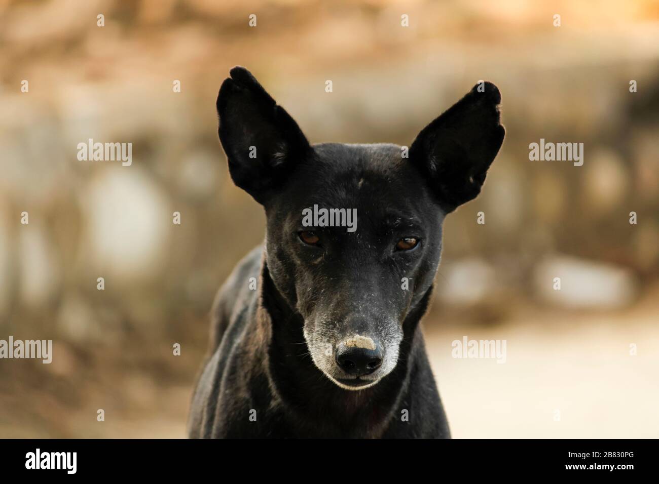 Portrait de chien paria noir indien Banque D'Images
