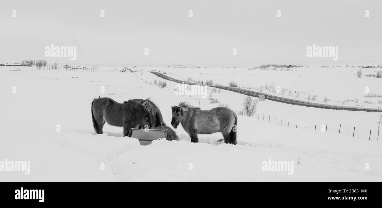 Poney islandais dans la neige, gros plan Banque D'Images