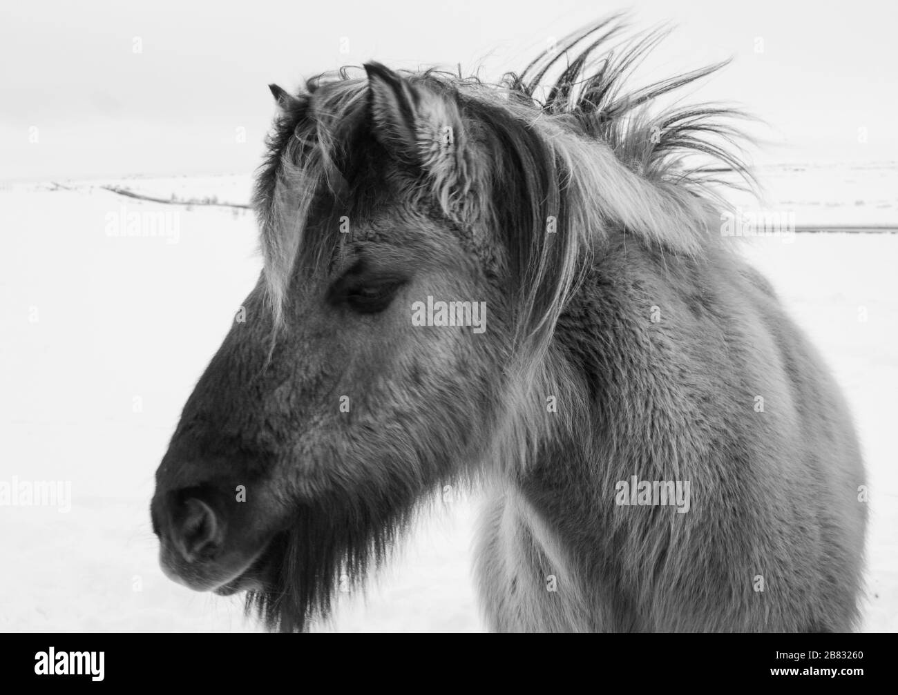 Poney islandais dans la neige, gros plan Banque D'Images