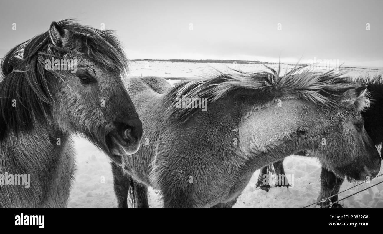 Poney islandais dans la neige, gros plan Banque D'Images