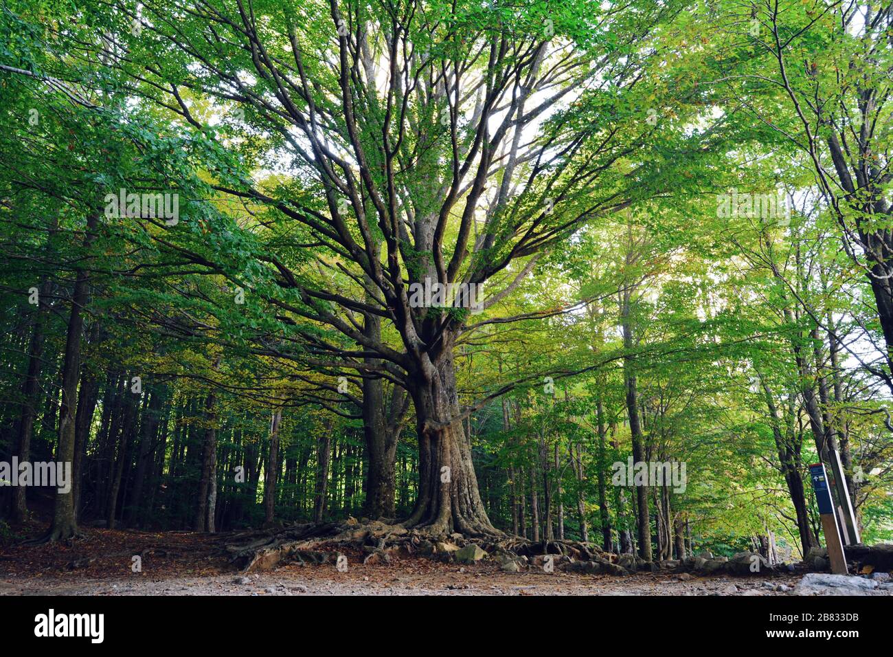 Le plus grand arbre de Montseny Banque D'Images