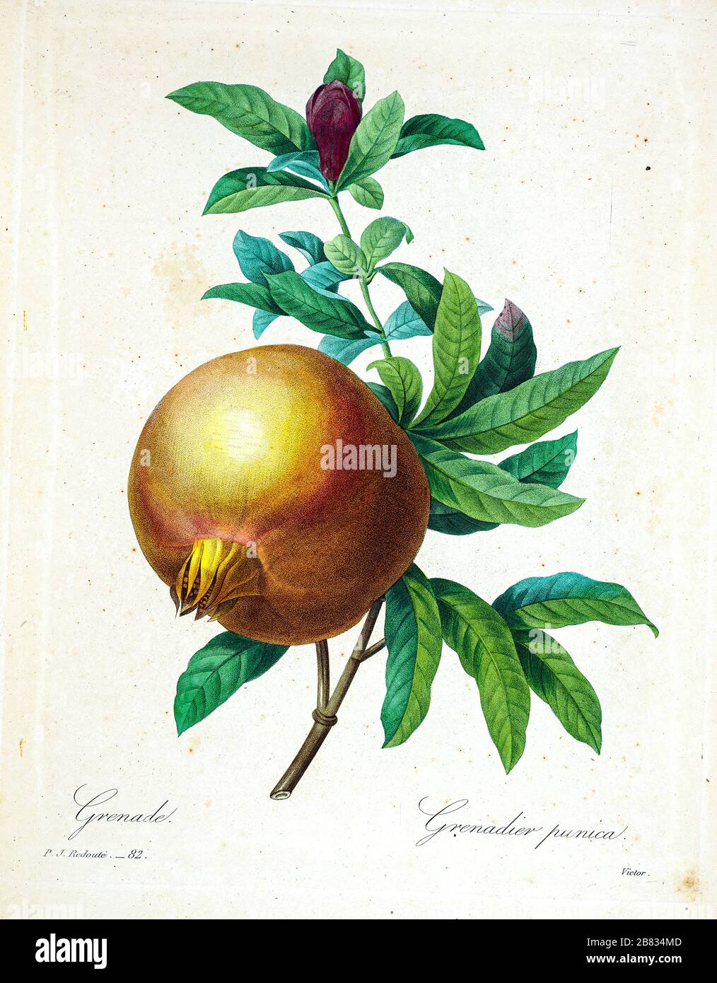 Peinture à la main du XIXe siècle illustration d'un grenade (Punica granatum). Par Pierre-Joseph Redoute. Publié dans choix des plus belles fleurs, Paris (1827). Par Redouté, Pierre Joseph, 1759-1840.; Chapuis, Jean Baptiste.; Ernest Panckoucke.; Langois, Dr.; Bessin, R.; Victor, fl. CA. 1820-1850. Banque D'Images