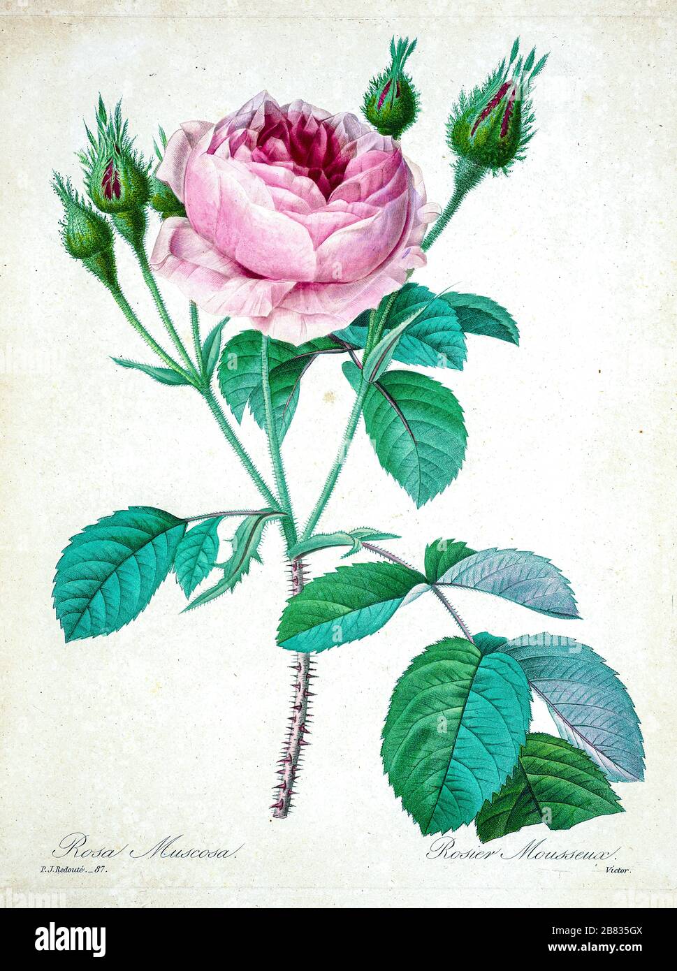 Peinture à la main du XIXe siècle illustration agitant d'un rosier rose rose, par Pierre-Joseph Redoute. Publié dans choix des plus belles fleurs, Paris (1827). Par Redouté, Pierre Joseph, 1759-1840.; Chapuis, Jean Baptiste.; Ernest Panckoucke.; Langois, Dr.; Bessin, R.; Victor, fl. CA. 1820-1850. Banque D'Images