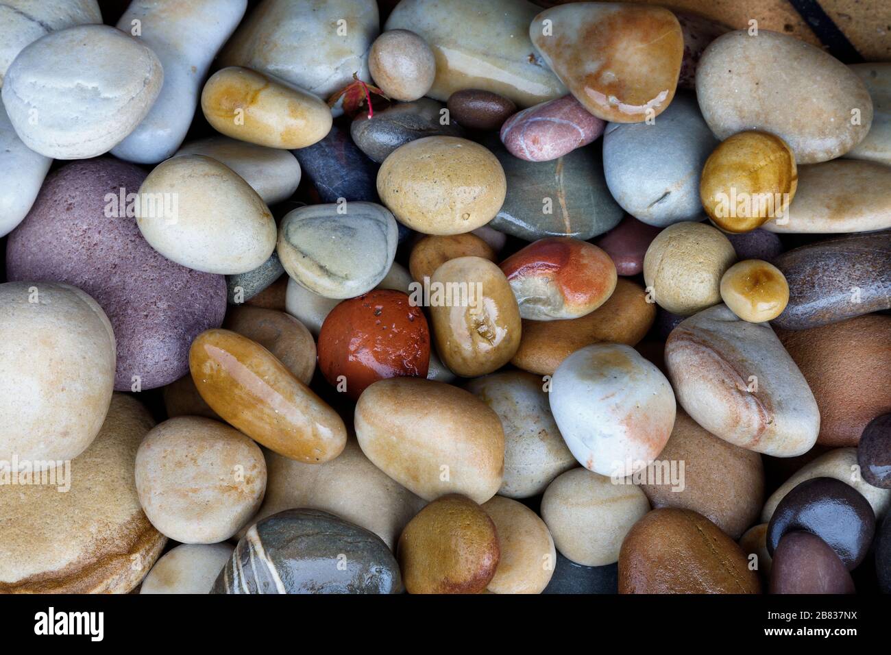 Paysage intérieur. Cailloux Banque D'Images