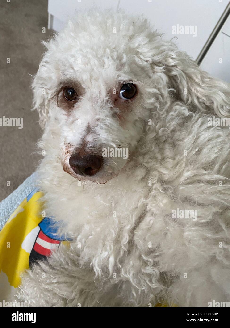 Portrait du meilleur ami de l'homme. Banque D'Images