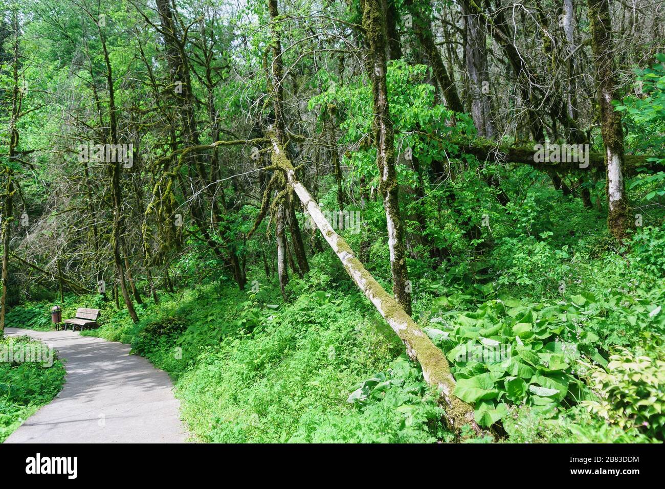 Sentier dans la bocage de yew-boxwood dans le district de Khostinsky à Sotchi. Russie, région de Krasnodar Banque D'Images