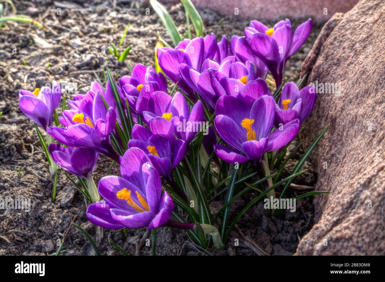 Gros crocus à fleurs hollandais pourpre dans leur fleur de prime Banque D'Images
