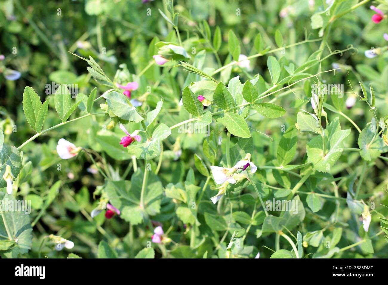 pois verts frais sur une plante de pois dans un jardin et un champ Banque D'Images