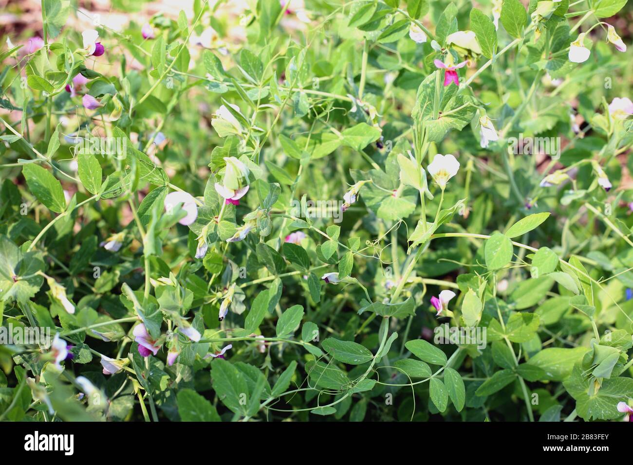 Les cultures de pois verts en croissance dans le jardin de légumes Banque D'Images