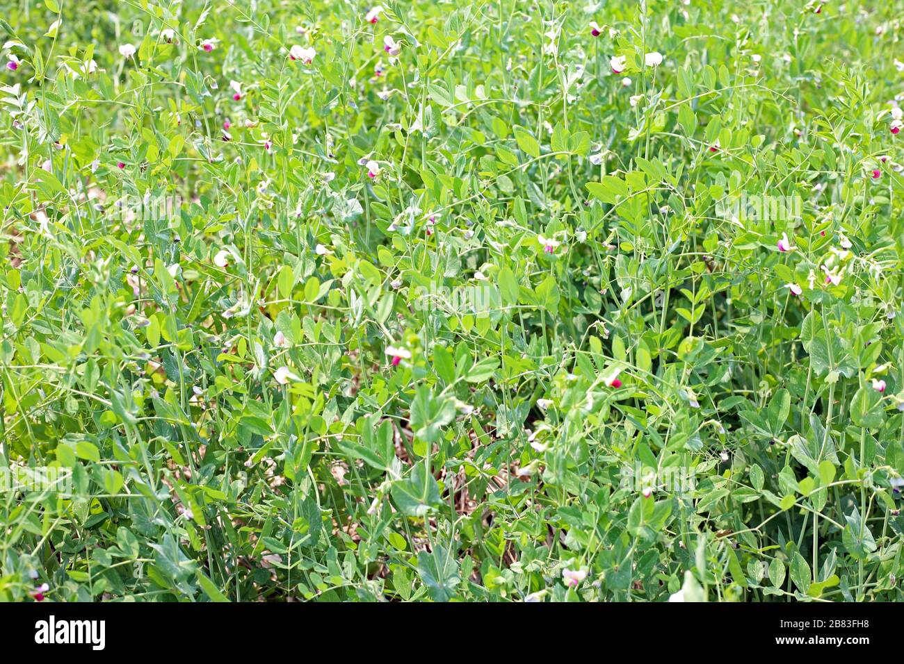 Les haricots verts se field sous le brillant brillant Banque D'Images
