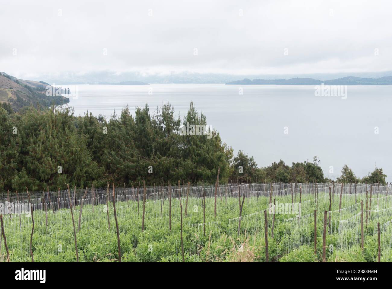 Lac Tota, Boyaca / Colombie: 7 avril 2018: Culture de pois à côté du plus grand lac de Colombie; Pisum sativum Banque D'Images