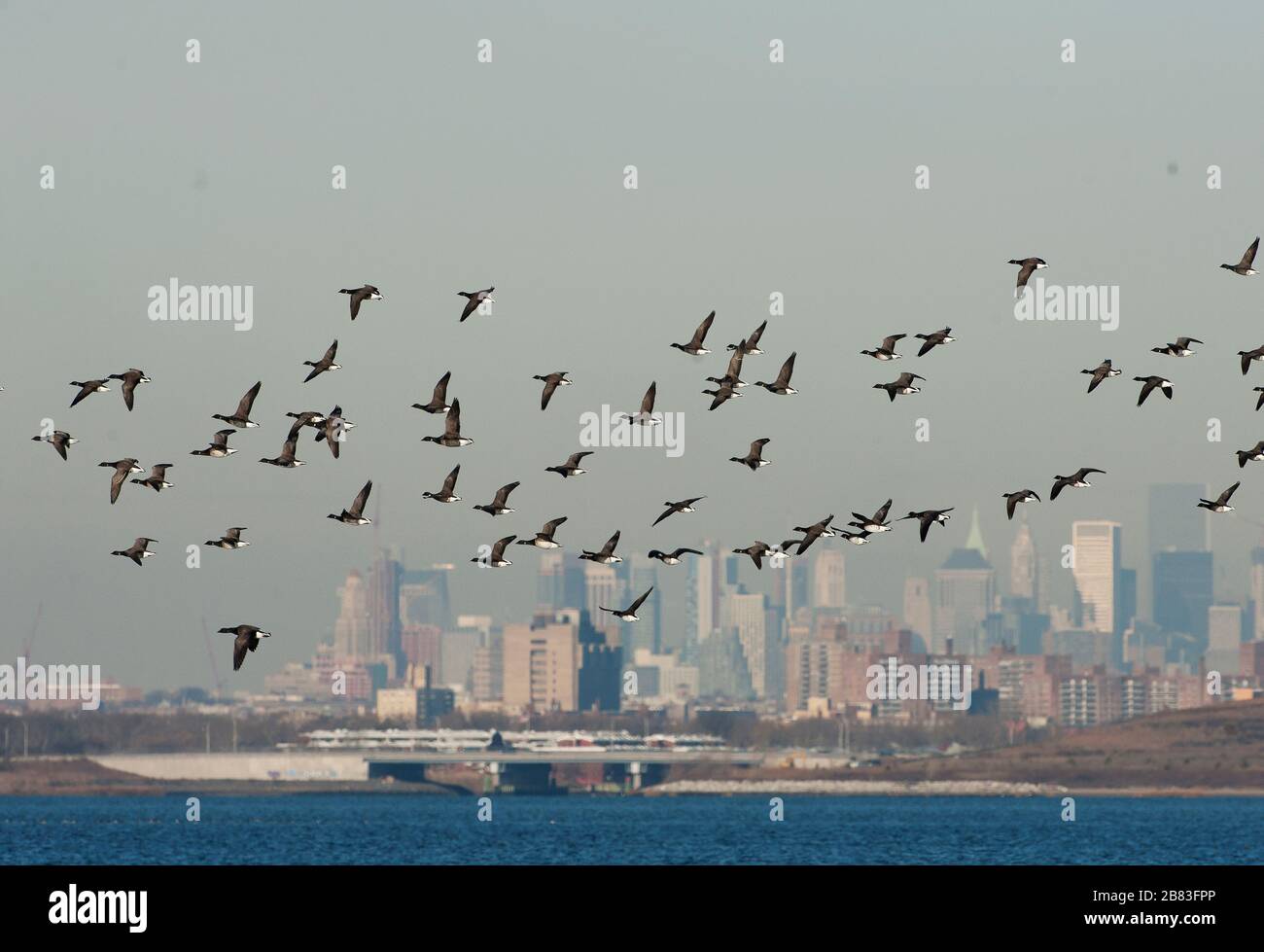 Vol en flock de brant dans l'Atlantique et horizon de New York City Banque D'Images