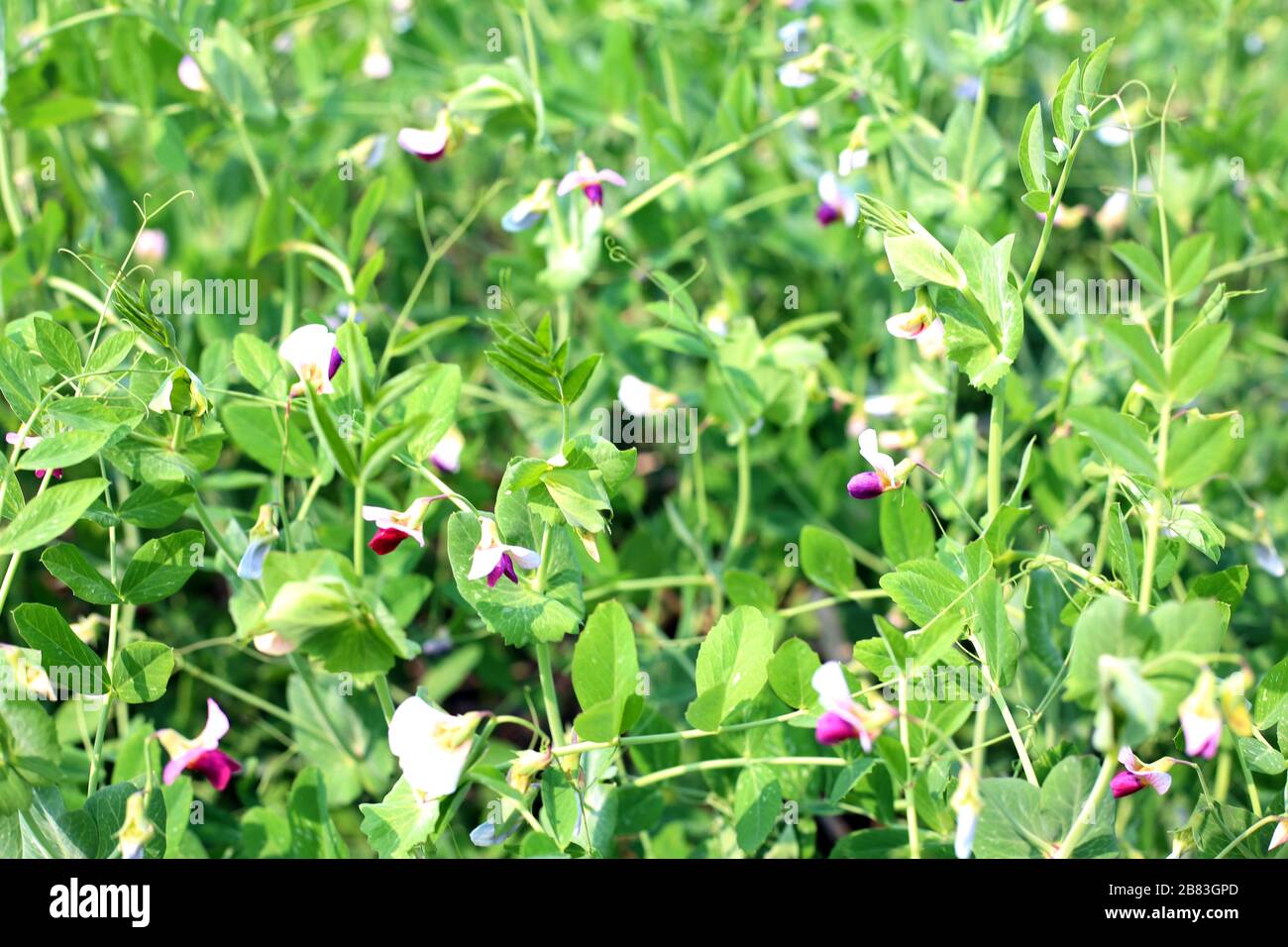 Le champ du jardin de pois verts Banque D'Images