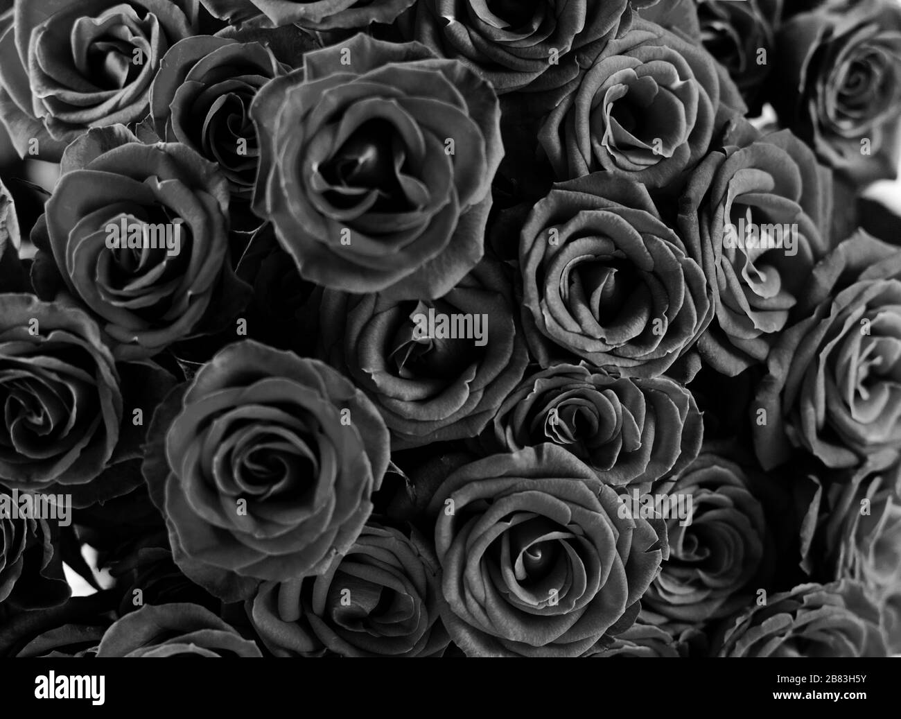 Noir vue rapprochée des roses naturelles. Toile de fond noire abstraite, concept 2020 noir minimaliste à la mode. Banque D'Images