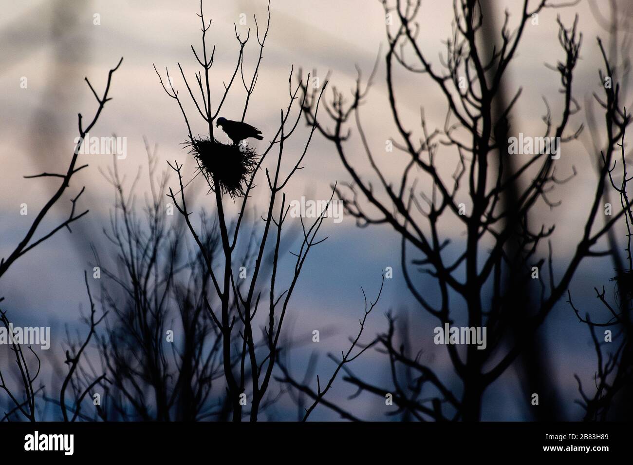 Aigle à tête blanche et silhouette de nid dans la rookery heron en Ontario Canada Banque D'Images