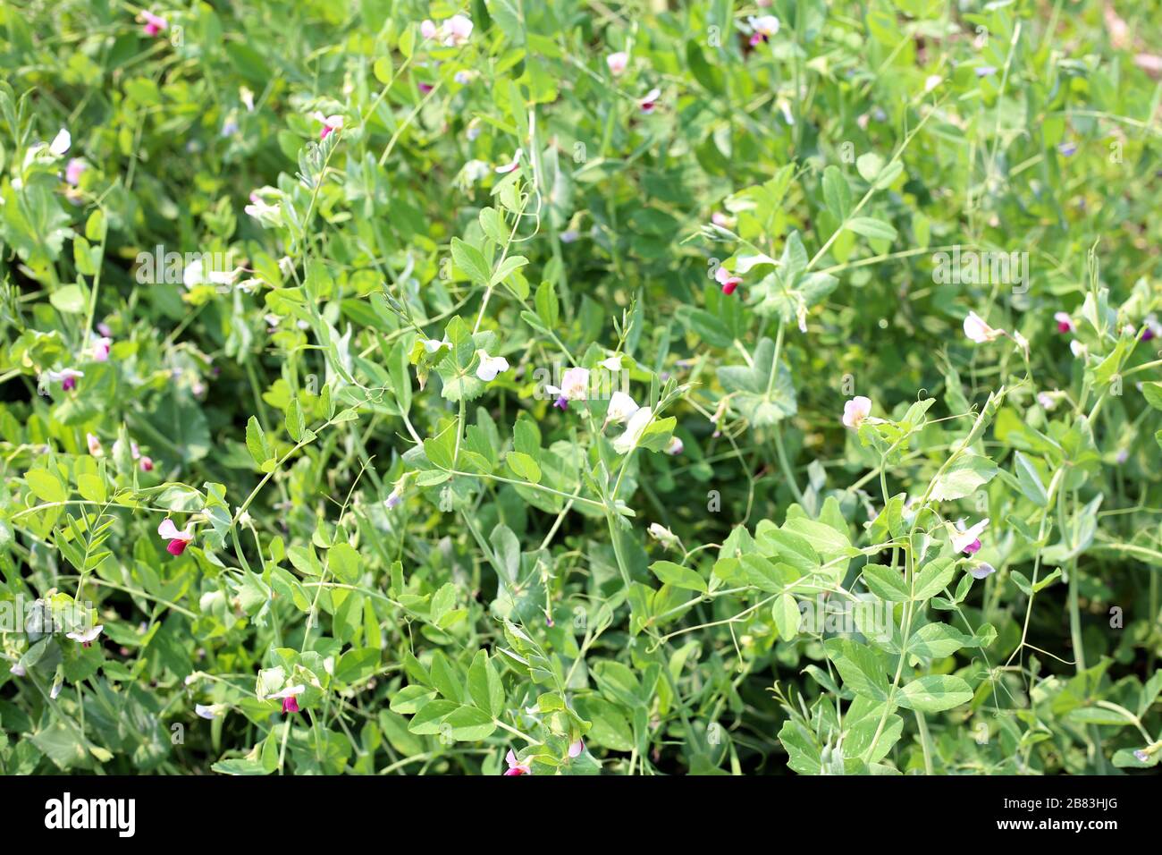 plantes de pois d'hiver au début du printemps contre le fond Banque D'Images