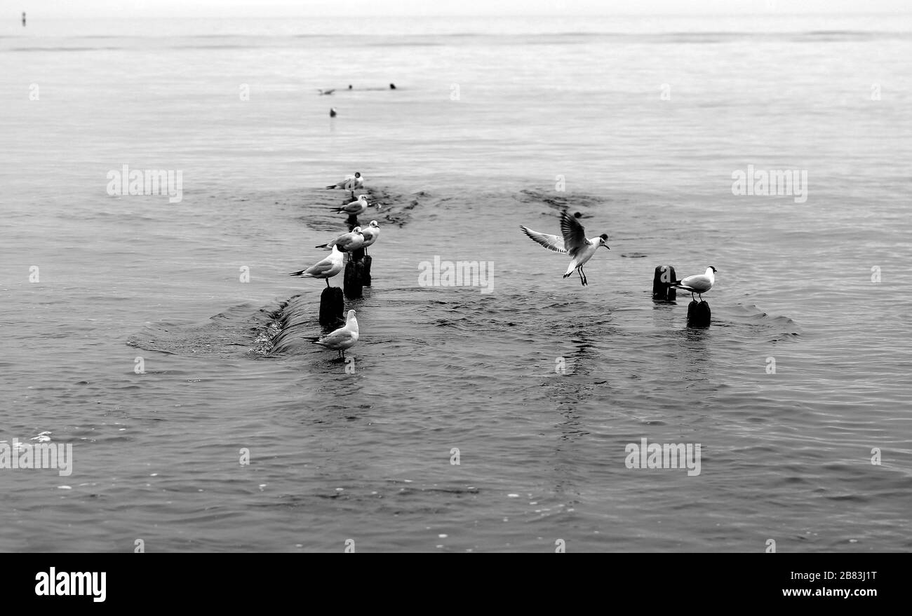 De nombreuses photos de goélands dans les vagues de la mer au printemps Banque D'Images