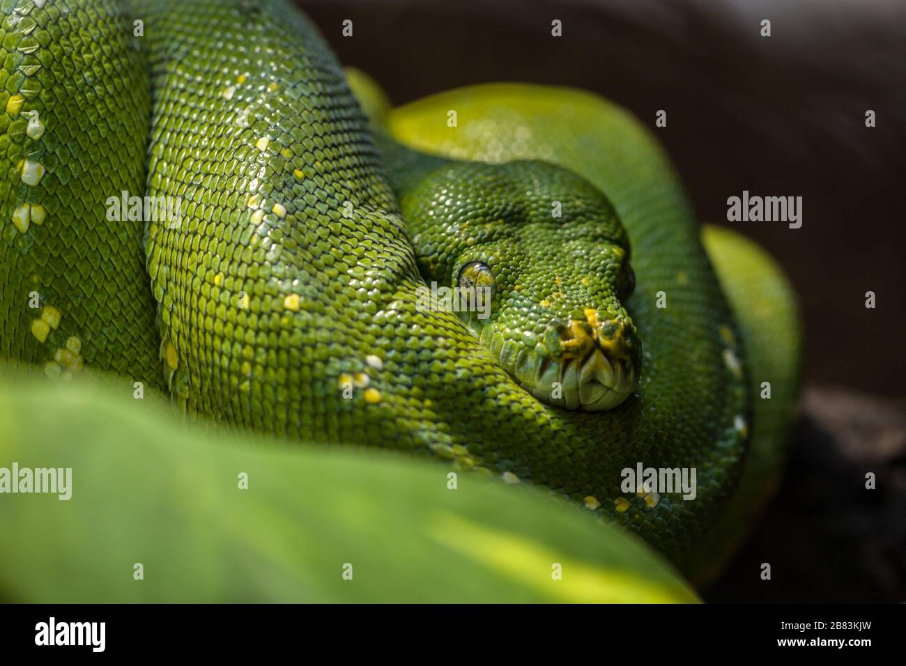 face à face avec un serpent vert enroulé Banque D'Images