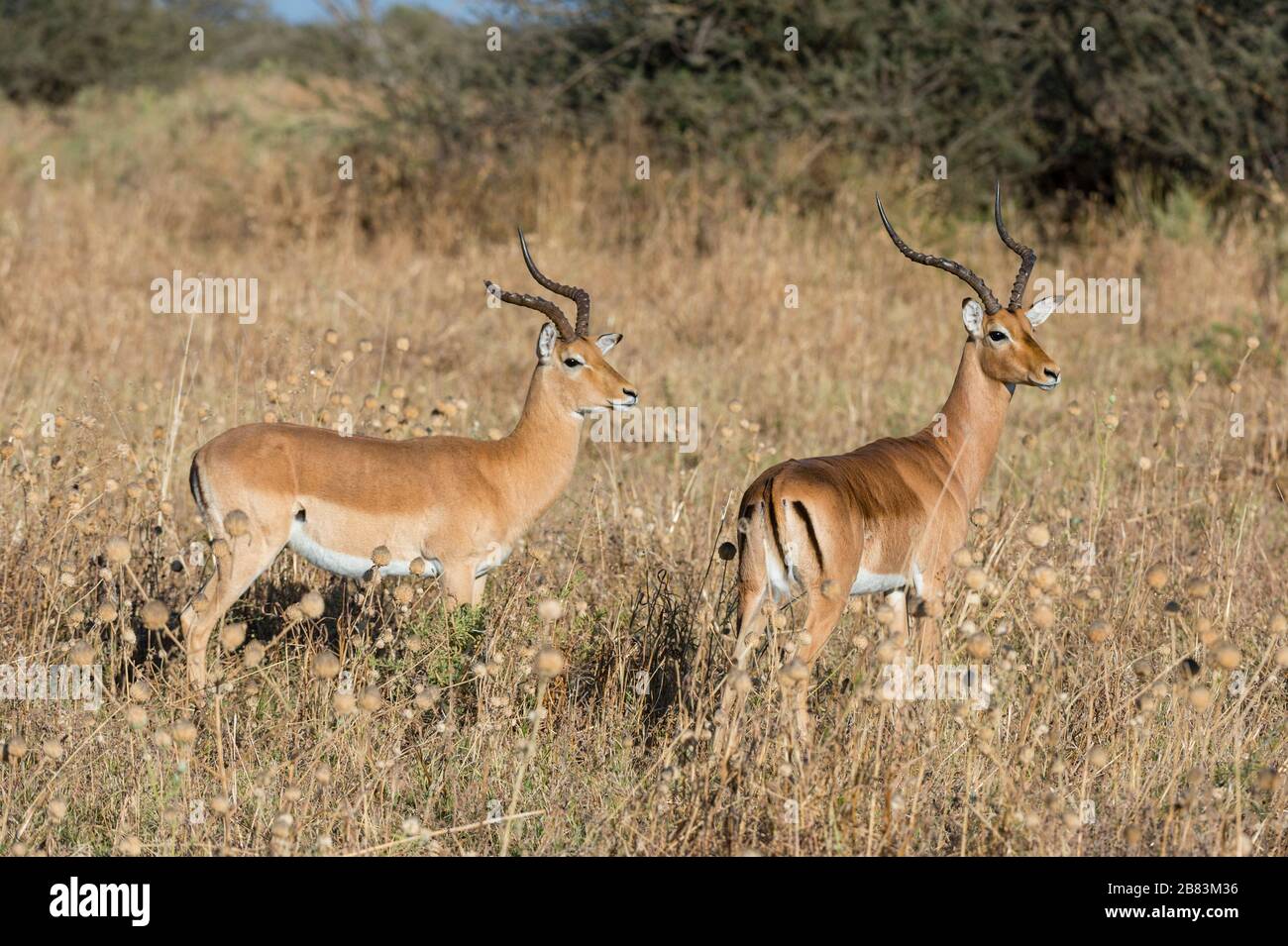 Impala (Aepyceros melampus), Savuti, Parc National Chobe, Botswana. Banque D'Images