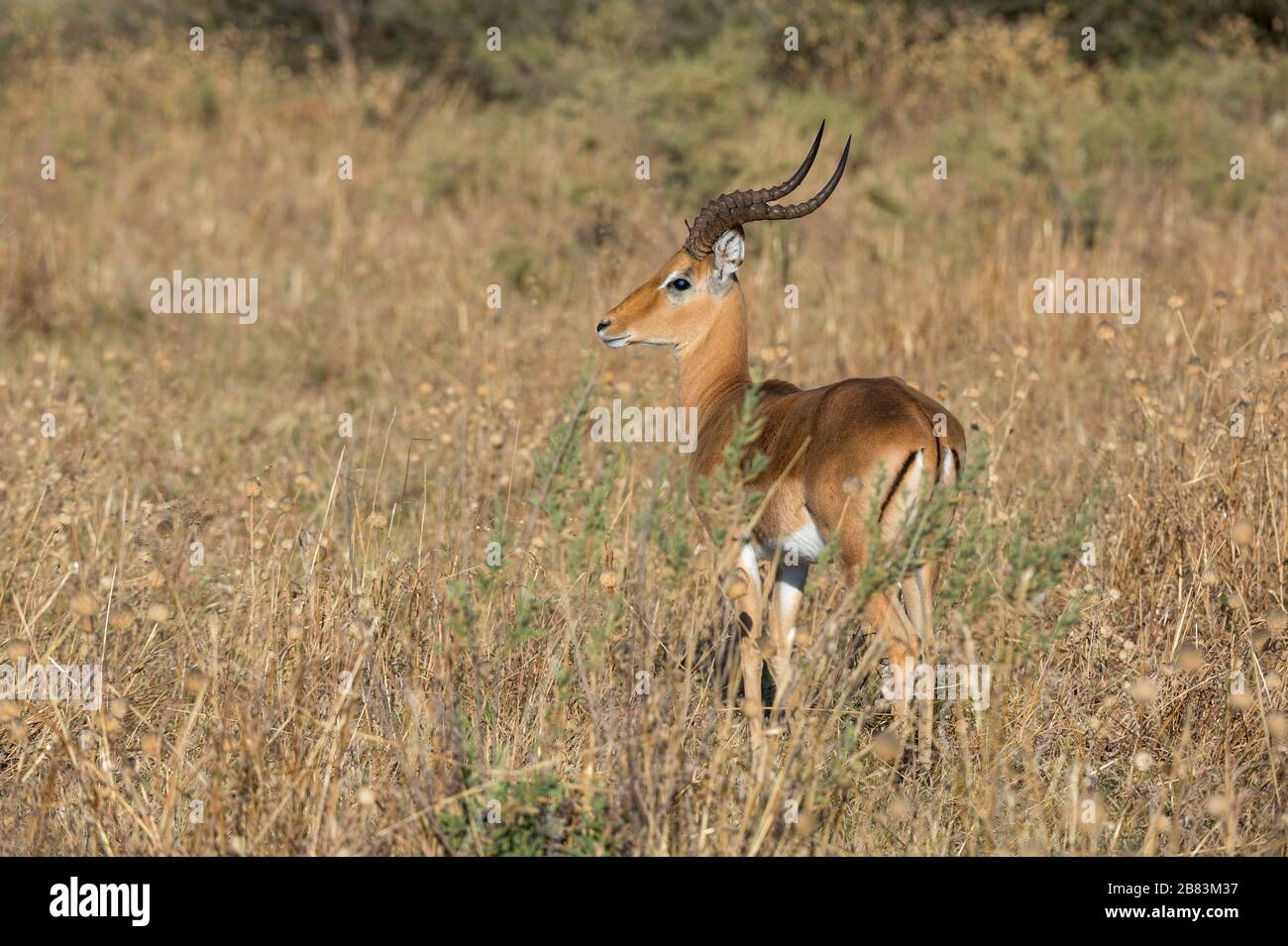 Impala (Aepyceros melampus), Savuti, Parc National Chobe, Botswana. Banque D'Images