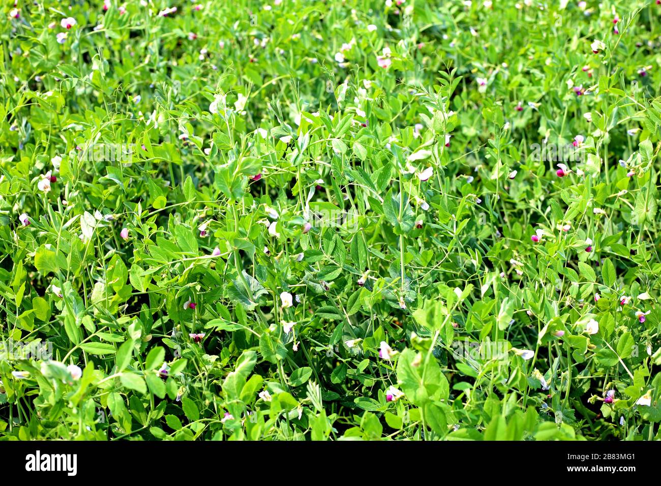 pois verts frais sur la fleur de plante qui pousse sur le terrain Banque D'Images